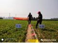 朝陽(yáng)匯豐小分子+分子有序化技術(shù)在安國(guó)應(yīng)用，半夏增產(chǎn)151%