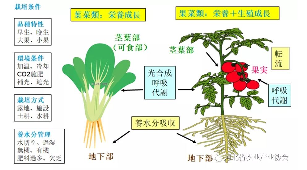 2021石家莊 ? 國際農(nóng)業(yè)交流對接系列活動(dòng)——日本種苗管理及高品質(zhì)蔬菜栽培技術(shù)在線交流